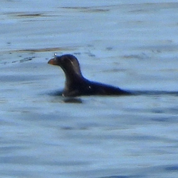 Rhinoceros Auklet - ML640499908