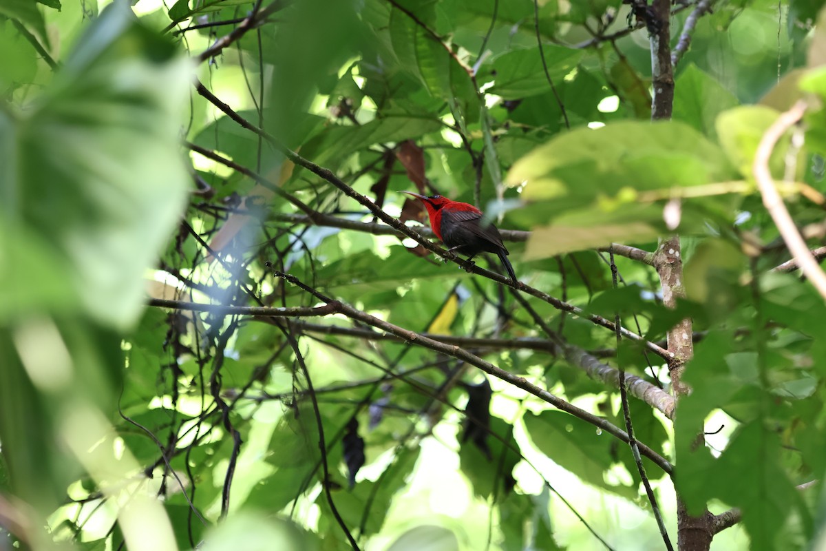 Magnificent Sunbird - ML640499924