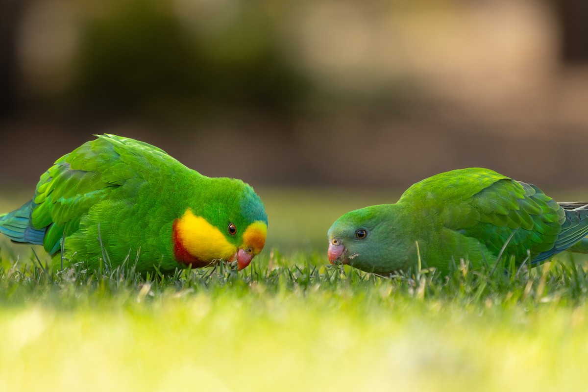 Superb Parrot - ML640499954