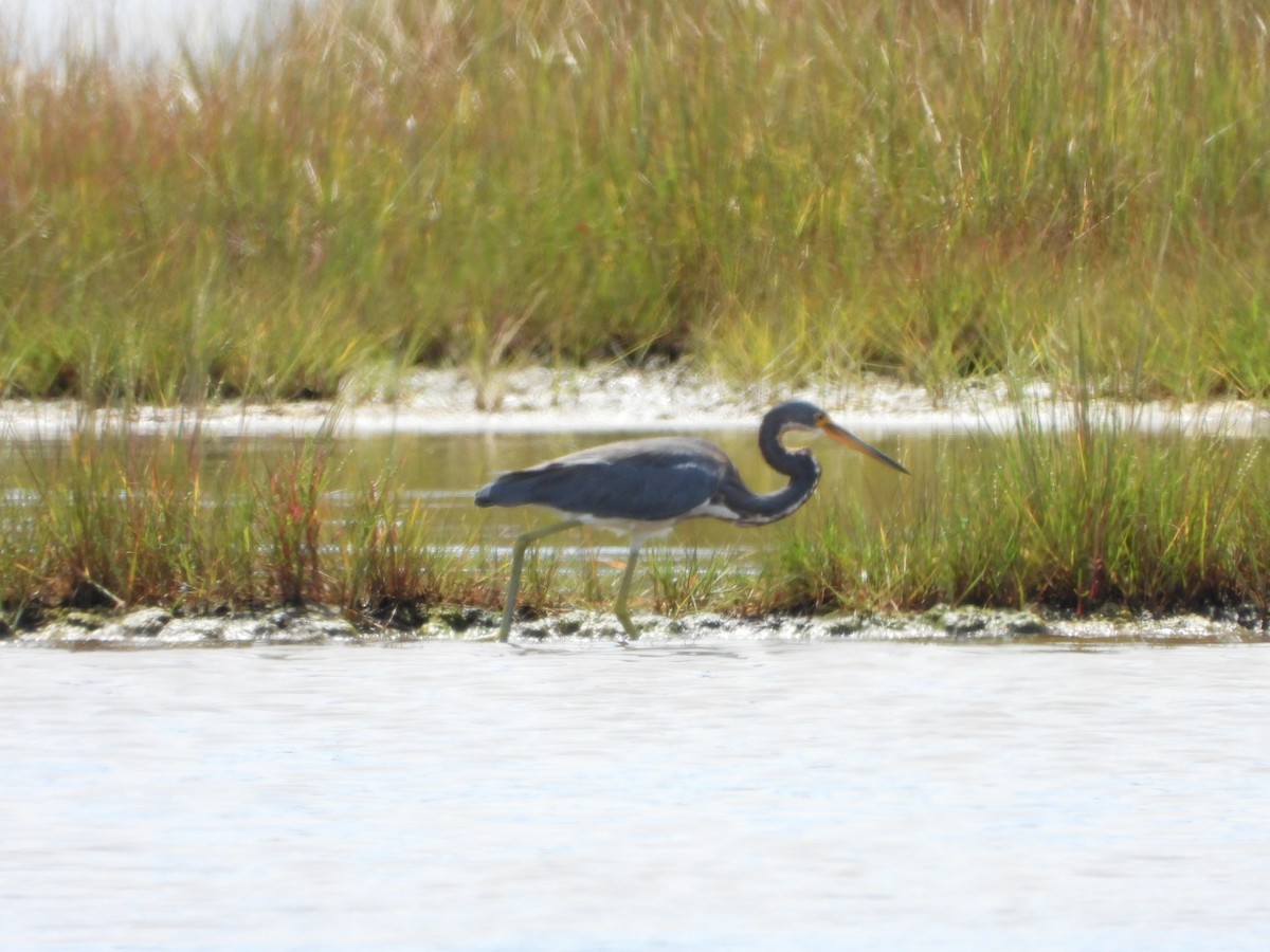 Tricolored Heron - ML640499971