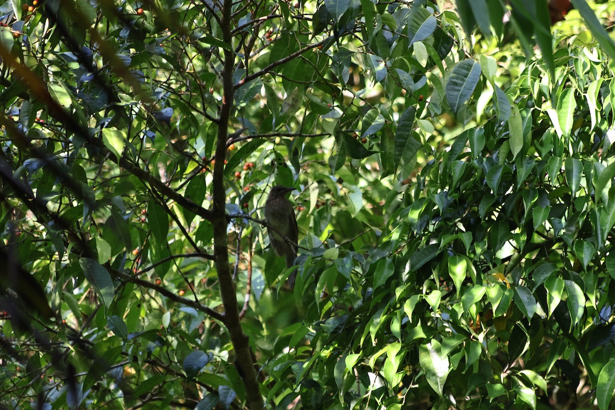 Bulbul de Guimaras - ML640499974