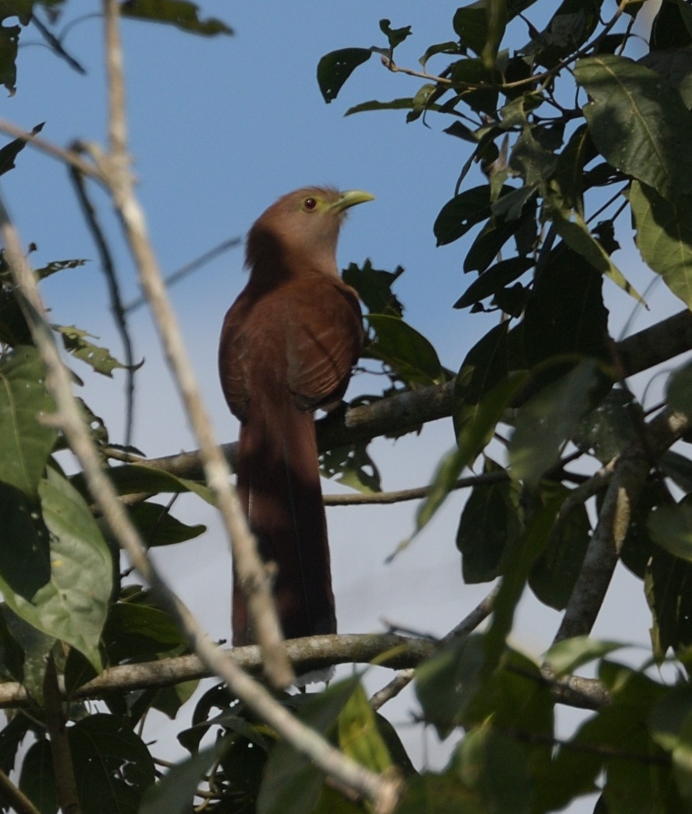 Cuco Ardilla Común - ML640499978