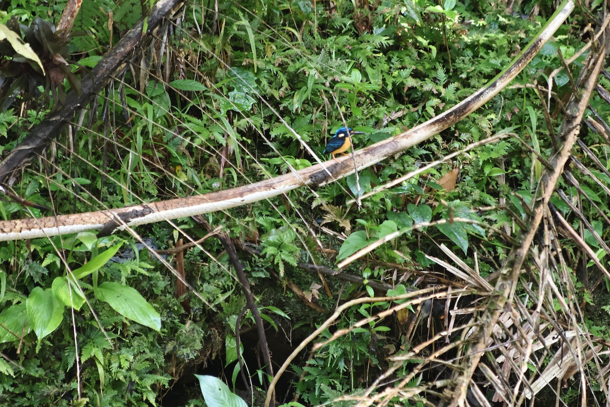 アオオビカワセミ（nigrirostris） - ML640499979