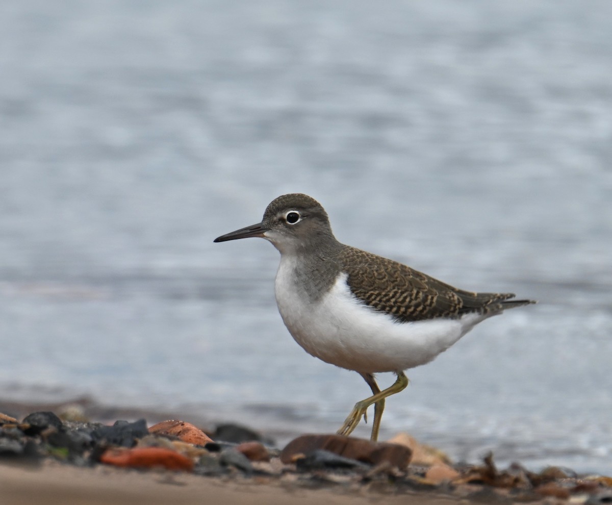 Spotted Sandpiper - ML640500012