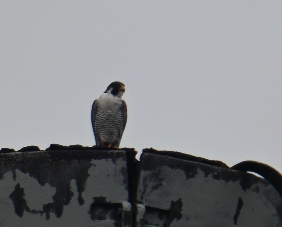 Peregrine Falcon - ML640500017