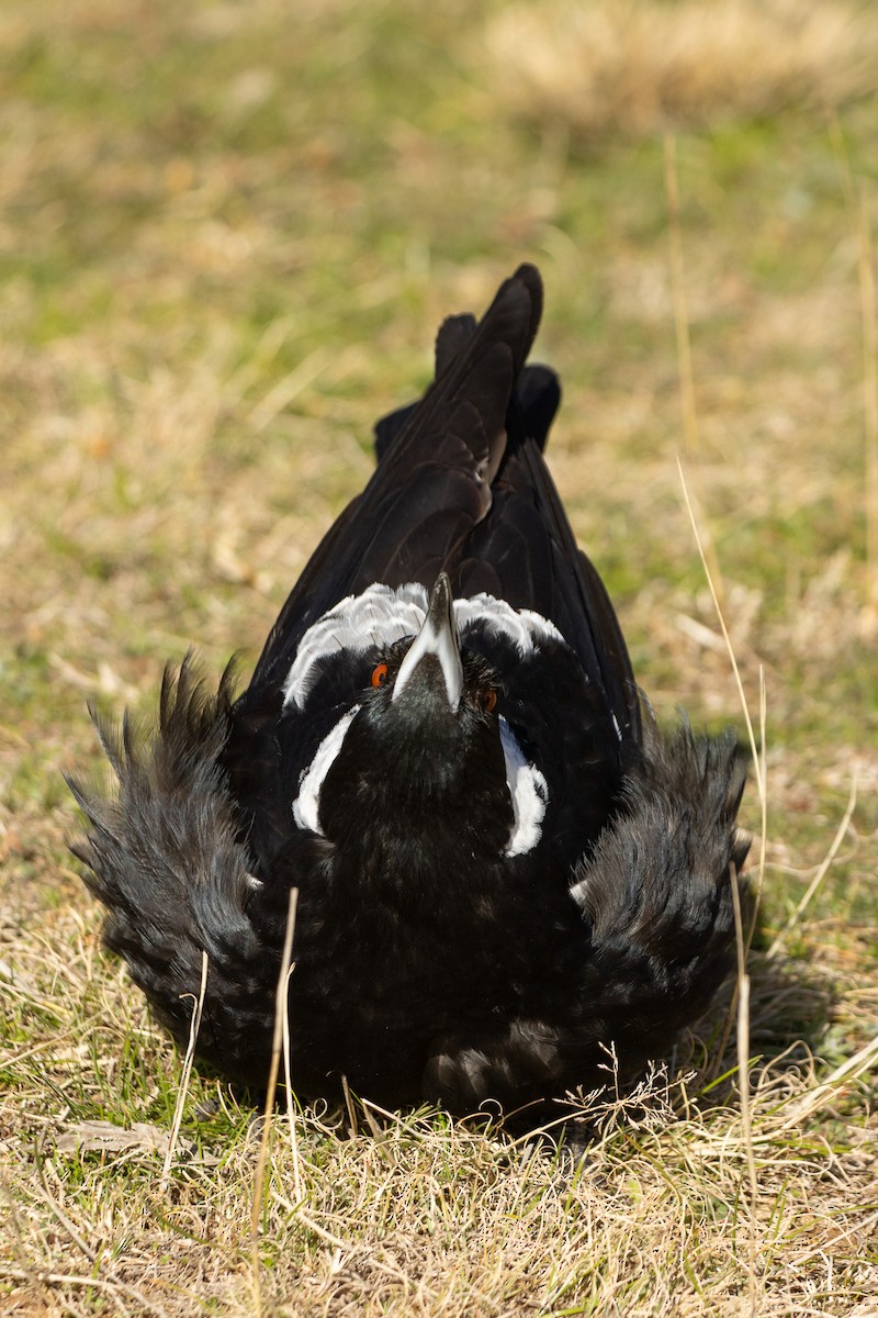 Australian Magpie (Black-backed) - ML640500019