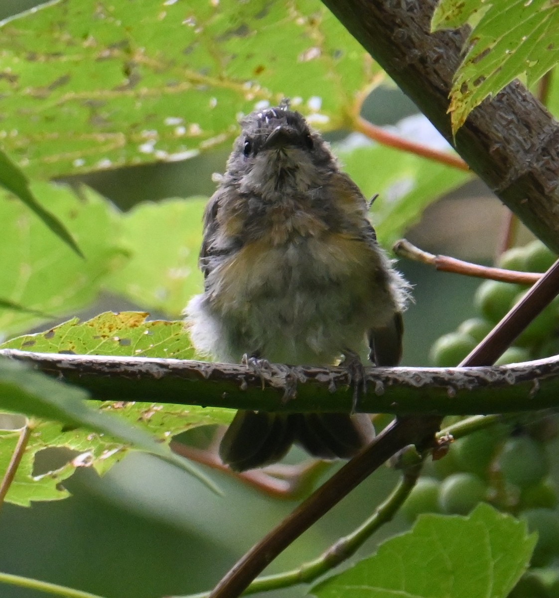 American Redstart - ML640500029