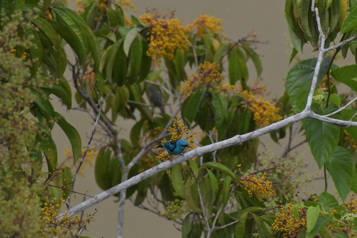 Dacnis Azul - ML640500045