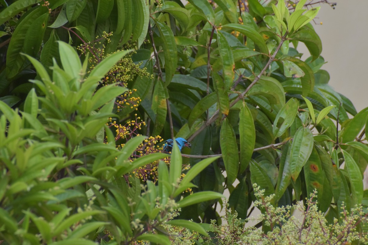 Dacnis Azul - ML640500046