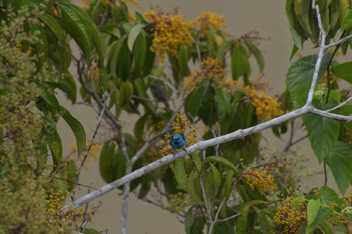 Dacnis Azul - ML640500048
