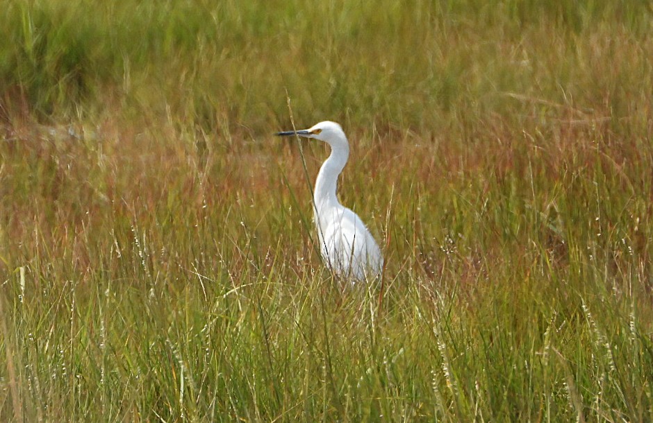 Snowy Egret - ML640500052