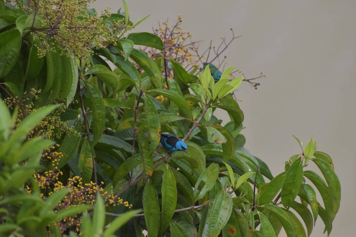 Dacnis Azul - ML640500066