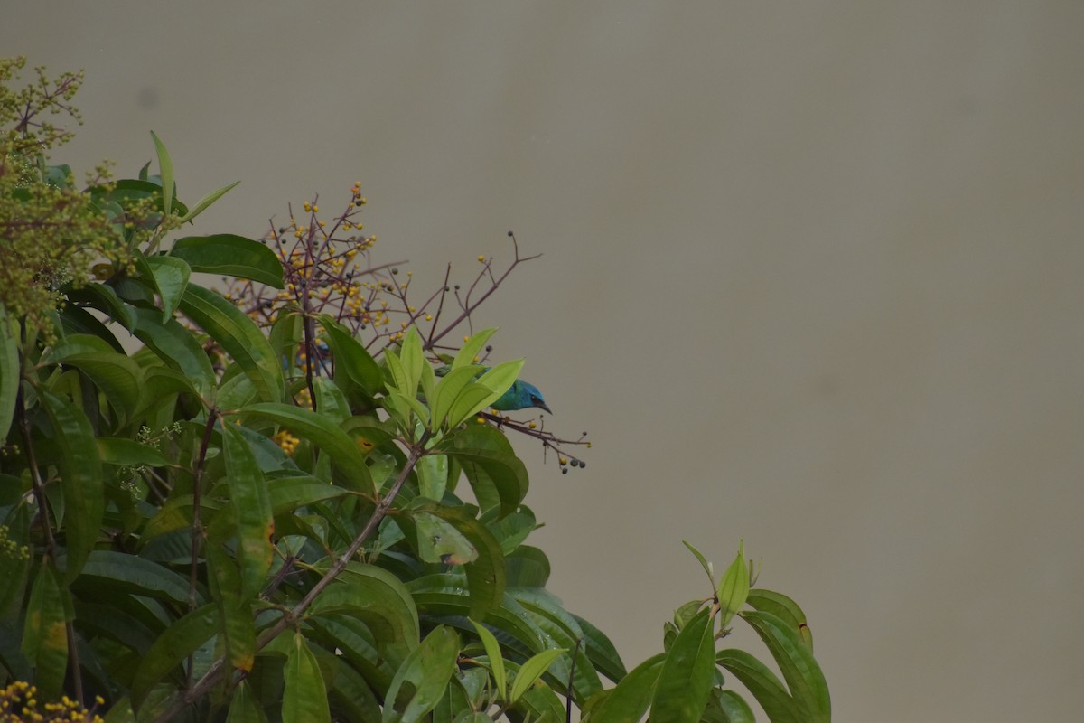 Dacnis Azul - ML640500067