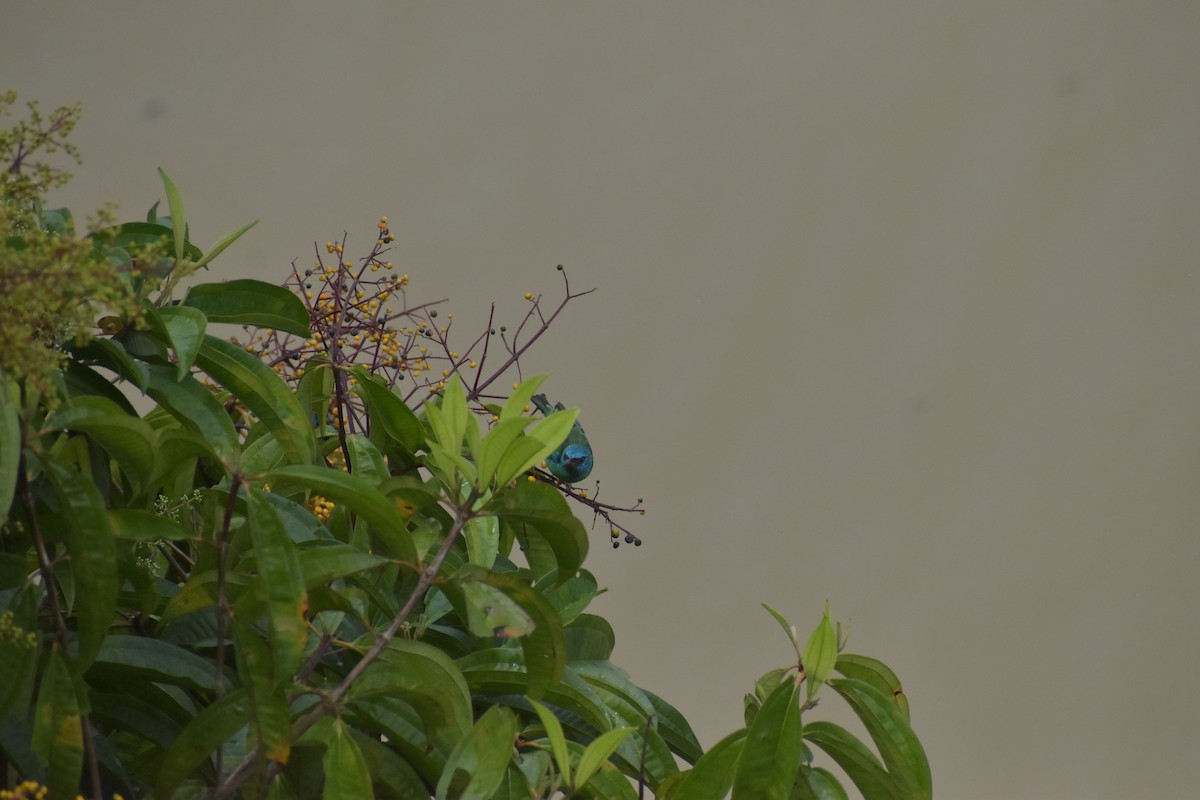 Dacnis Azul - ML640500087