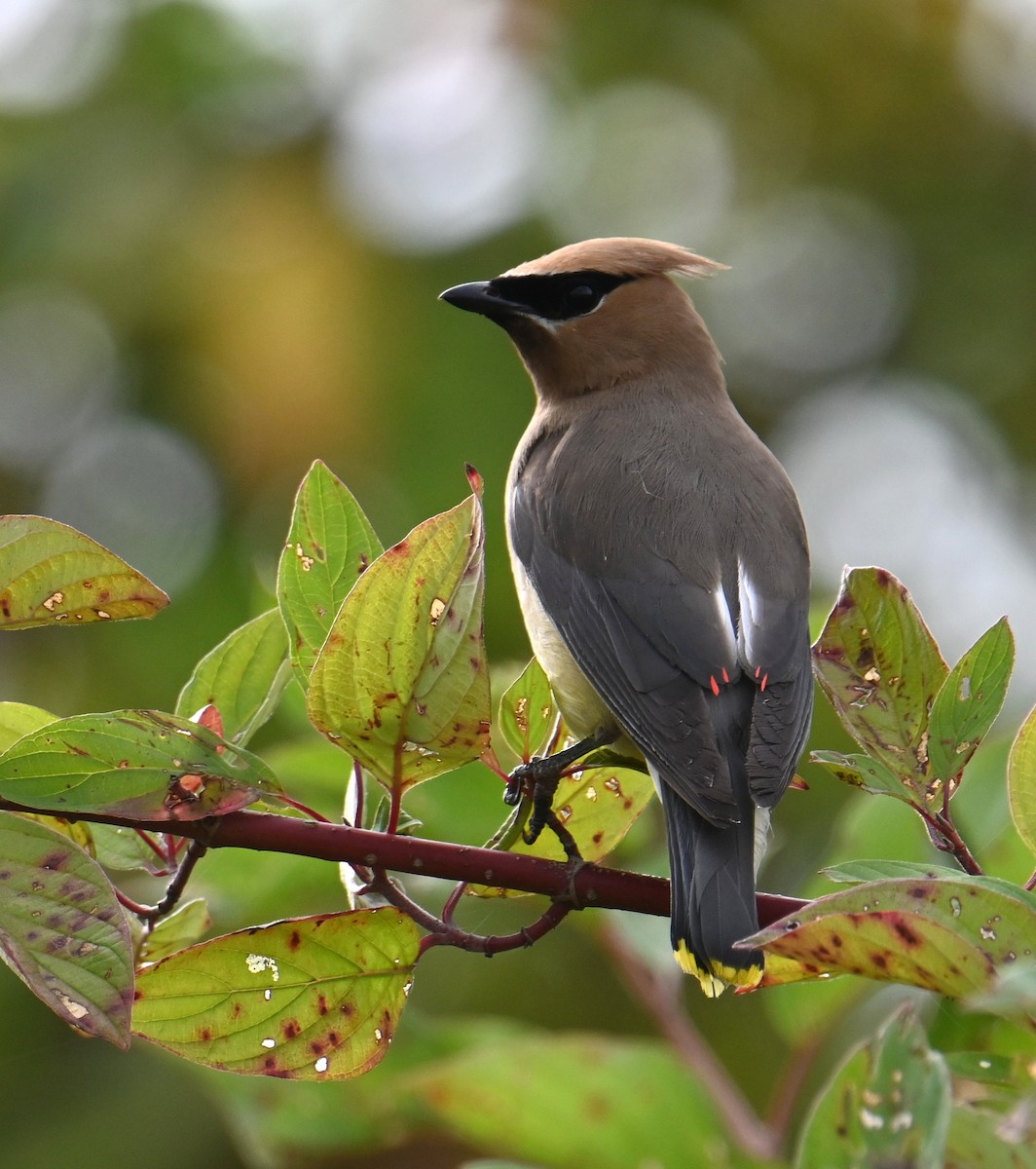 Cedar Waxwing - ML640500100