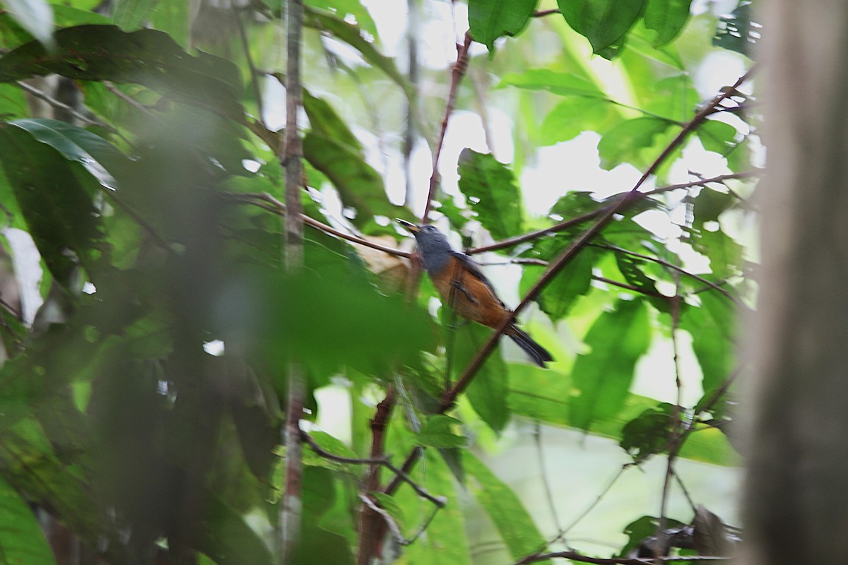Black-faced Monarch - ML640500124