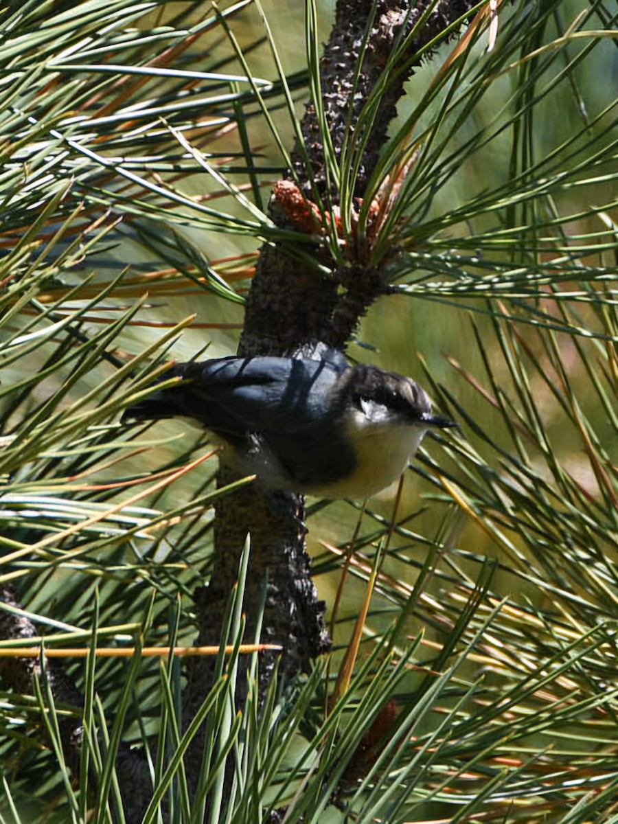 Pygmy Nuthatch - ML640500126