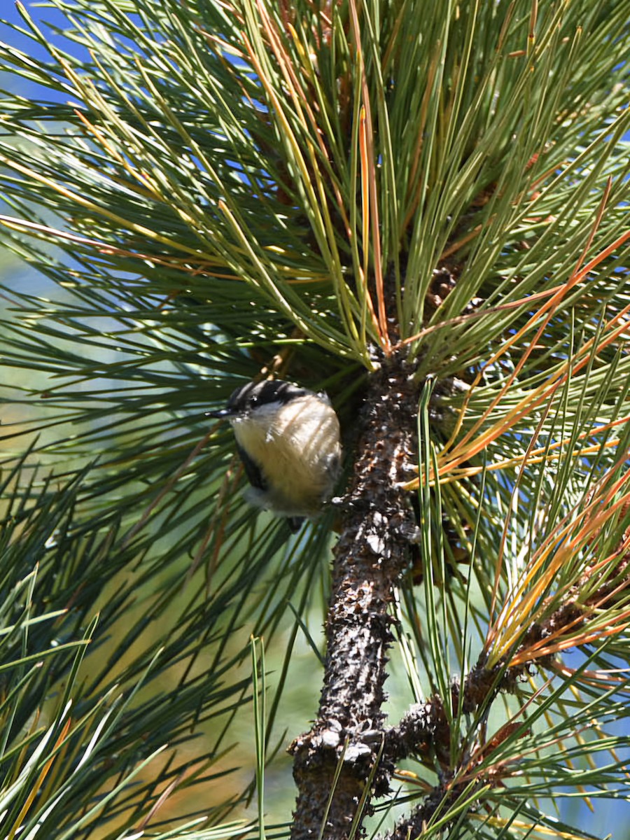 Pygmy Nuthatch - ML640500127