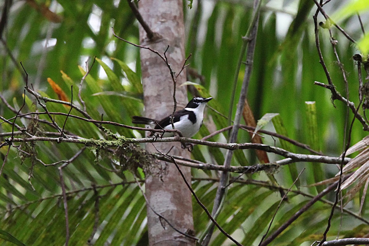 Petroica Flanquinegra - ML640500132