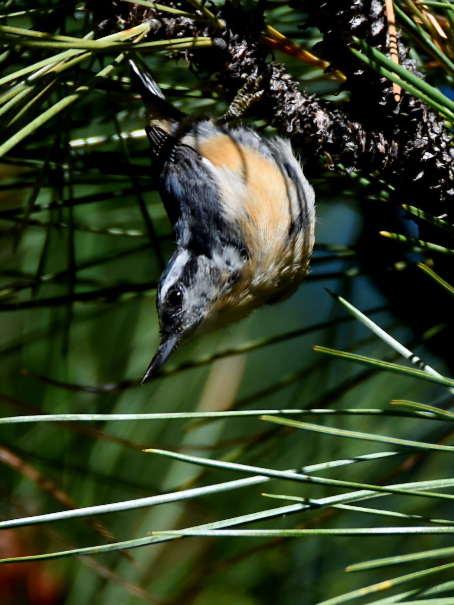 Red-breasted Nuthatch - ML640500137
