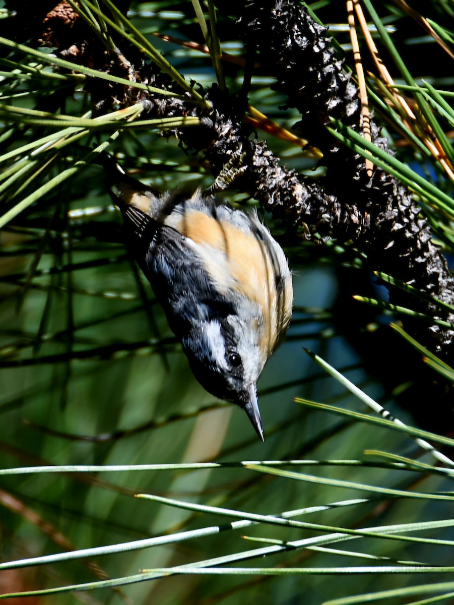 Red-breasted Nuthatch - ML640500138
