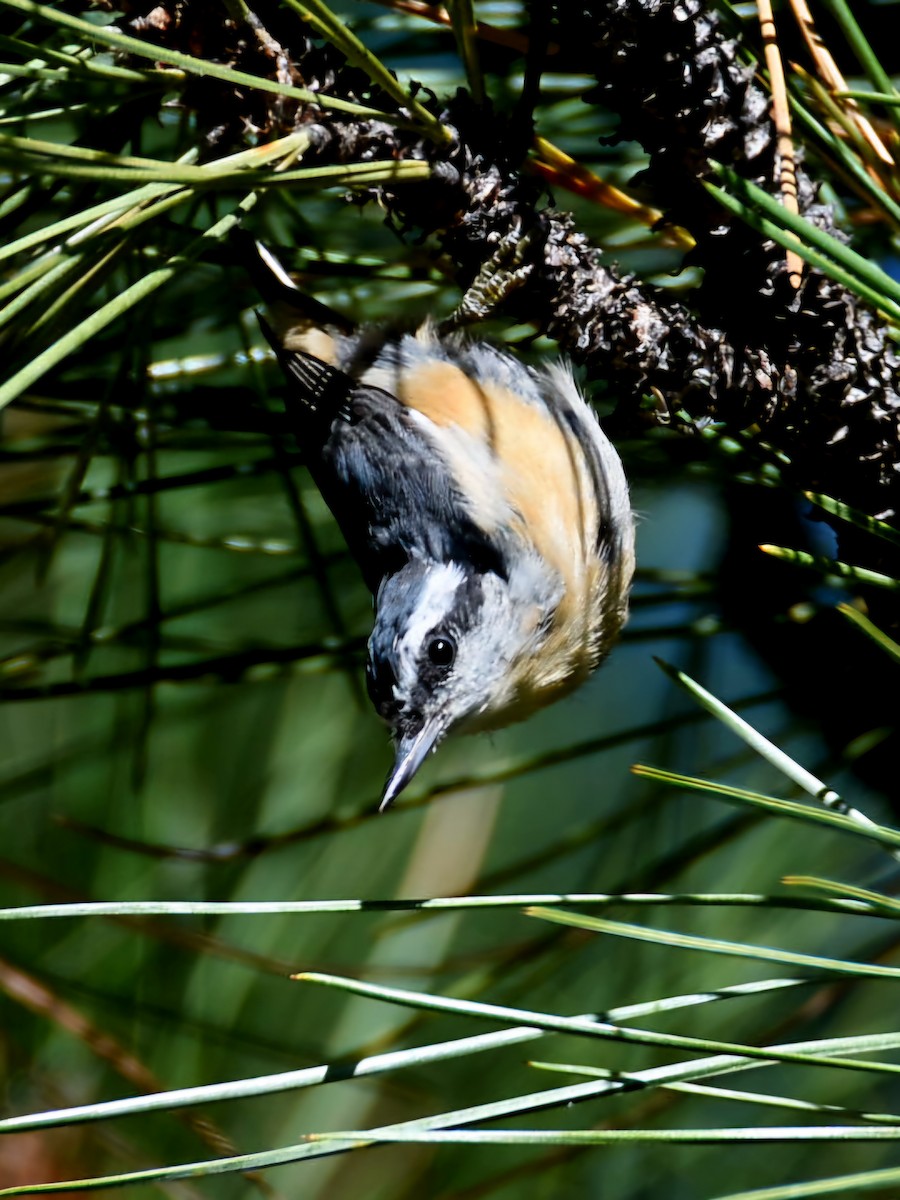 Red-breasted Nuthatch - ML640500139