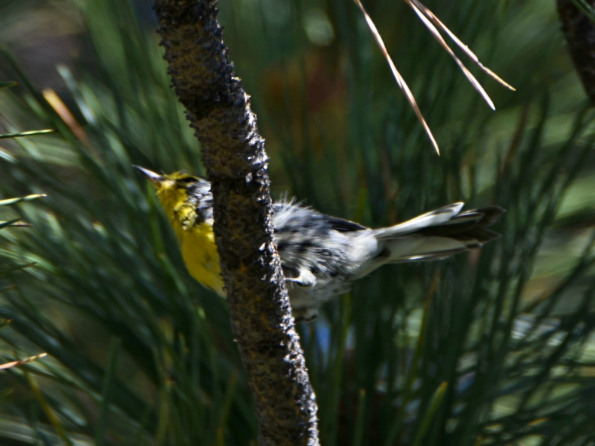 Grace's Warbler - ML640500149