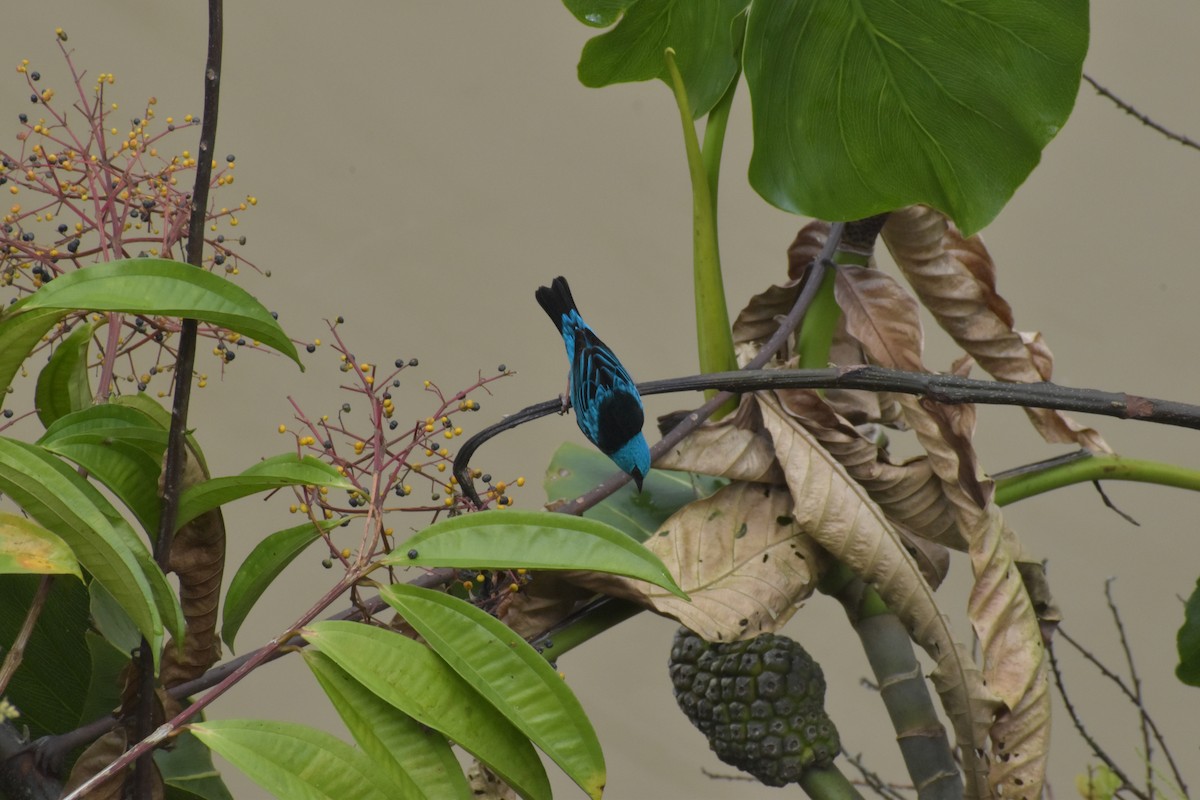 Dacnis Azul - ML640500151