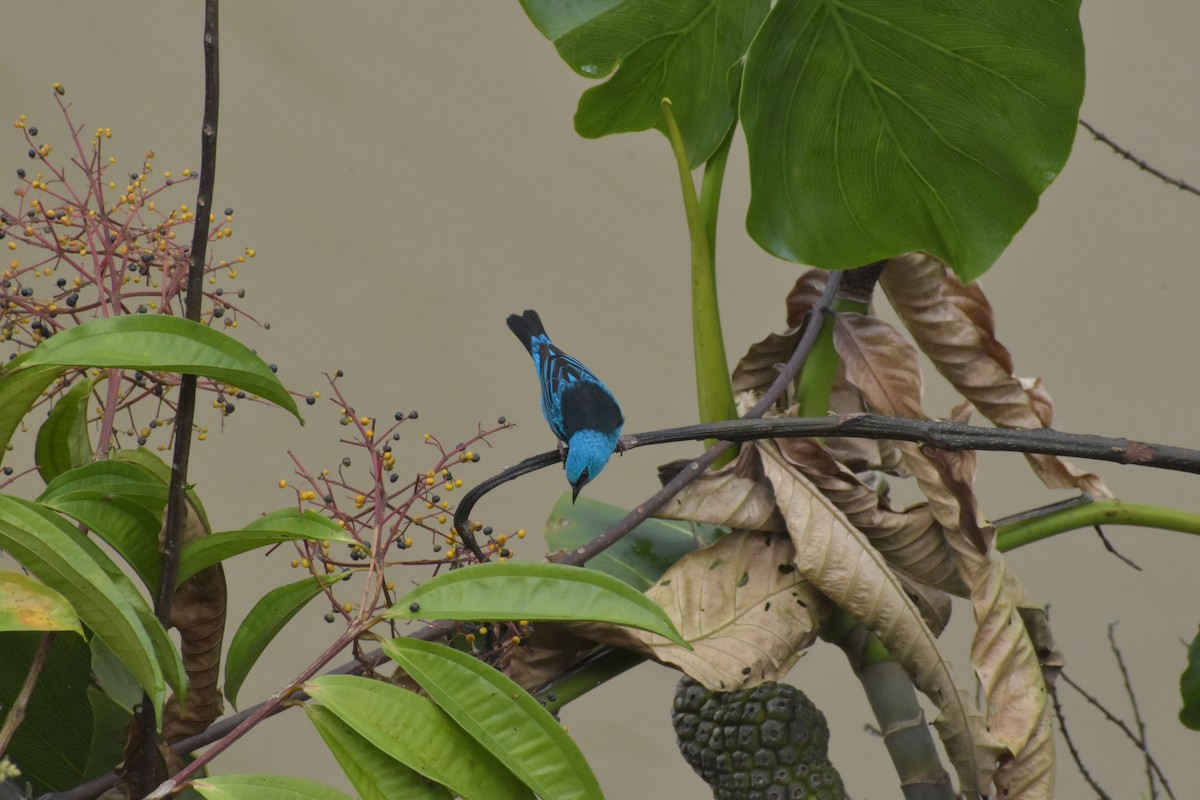 Dacnis Azul - ML640500152