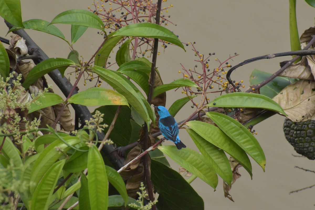 Dacnis Azul - ML640500153