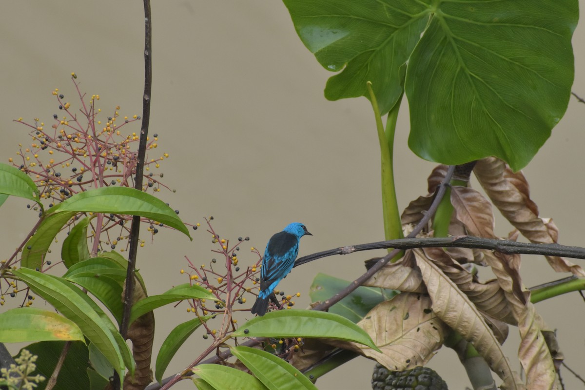 Dacnis Azul - ML640500154