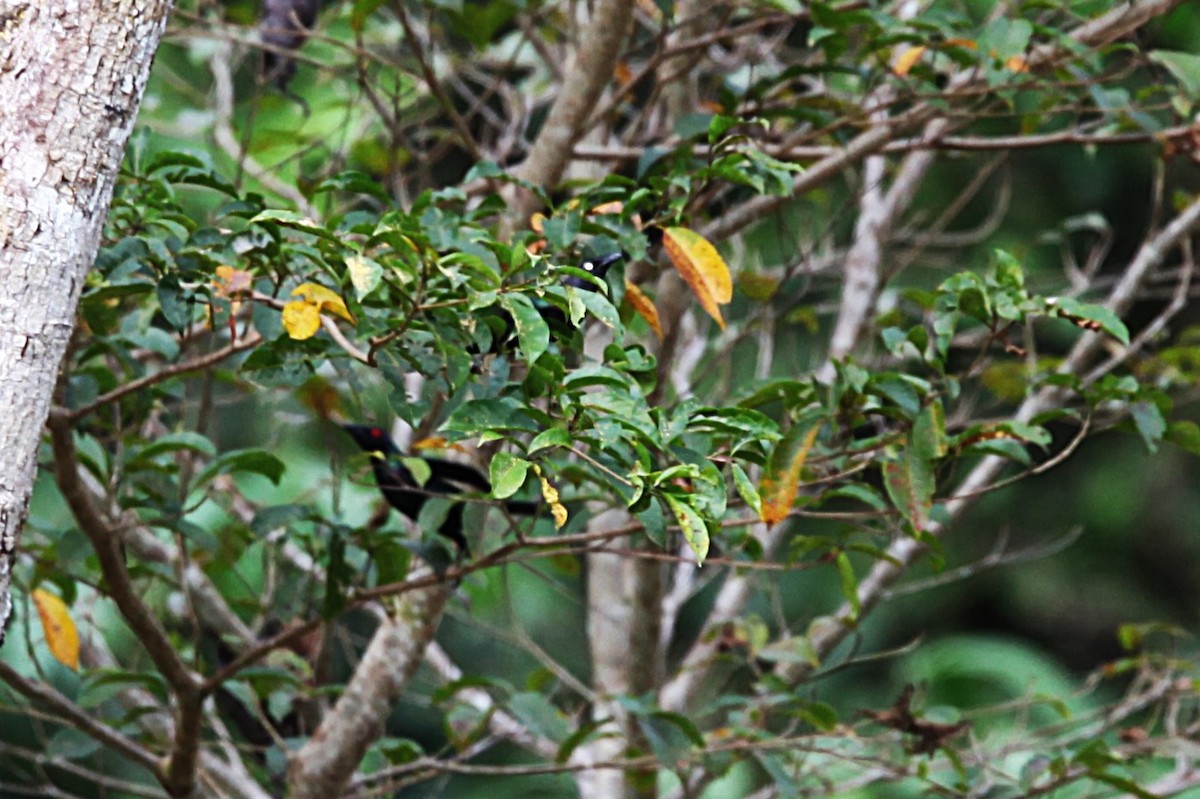 Yellow-eyed Starling - ML640500170