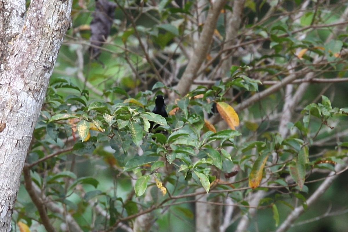 Yellow-eyed Starling - ML640500171
