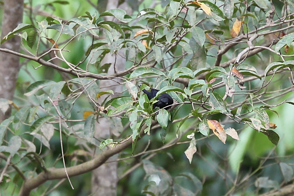 Yellow-eyed Starling - ML640500172