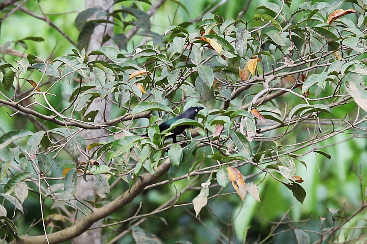 Yellow-eyed Starling - ML640500174