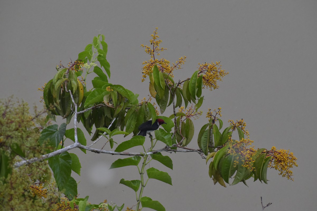 Cardenilla Capirroja - ML640500183