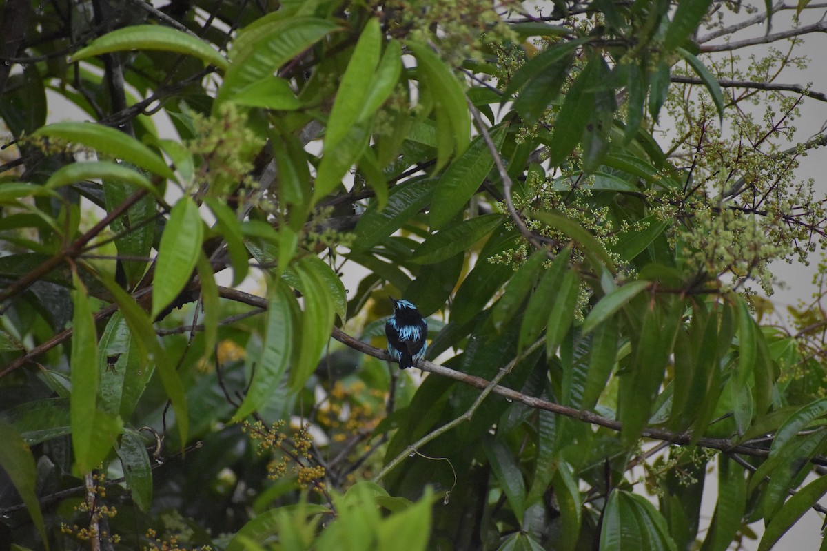 Dacnis Carinegro - ML640500191