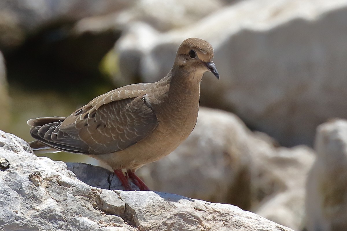 Mourning Dove - ML640500196