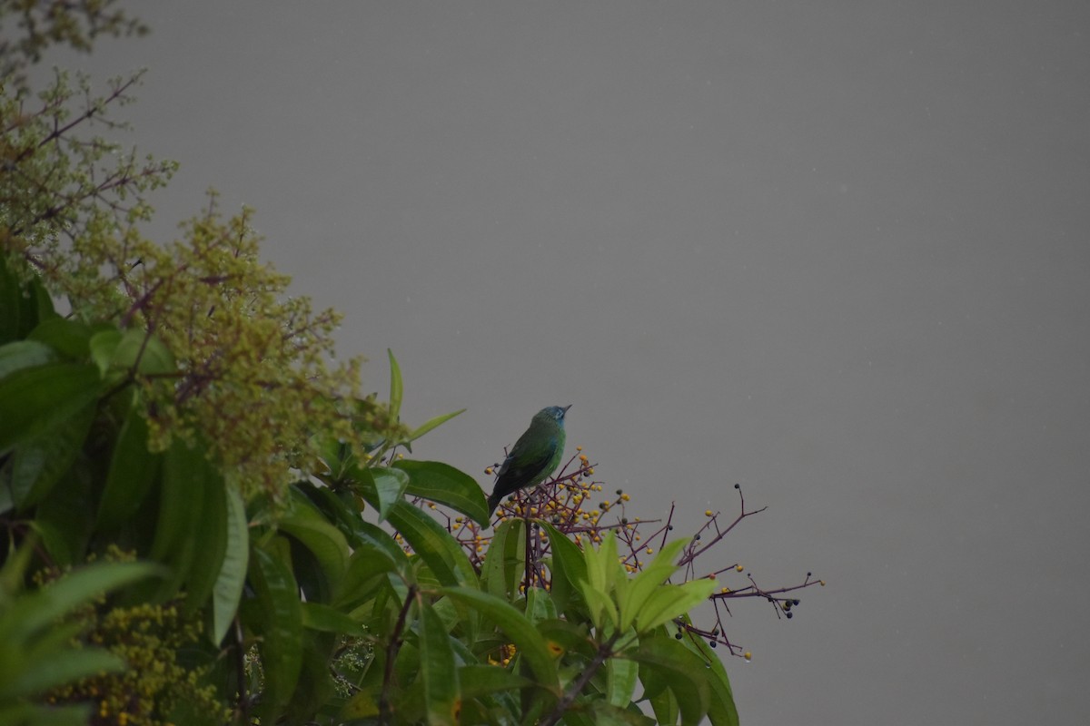 Dacnis Azul - ML640500197