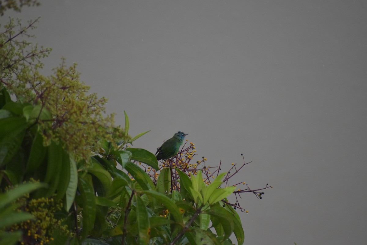 Dacnis Azul - ML640500198