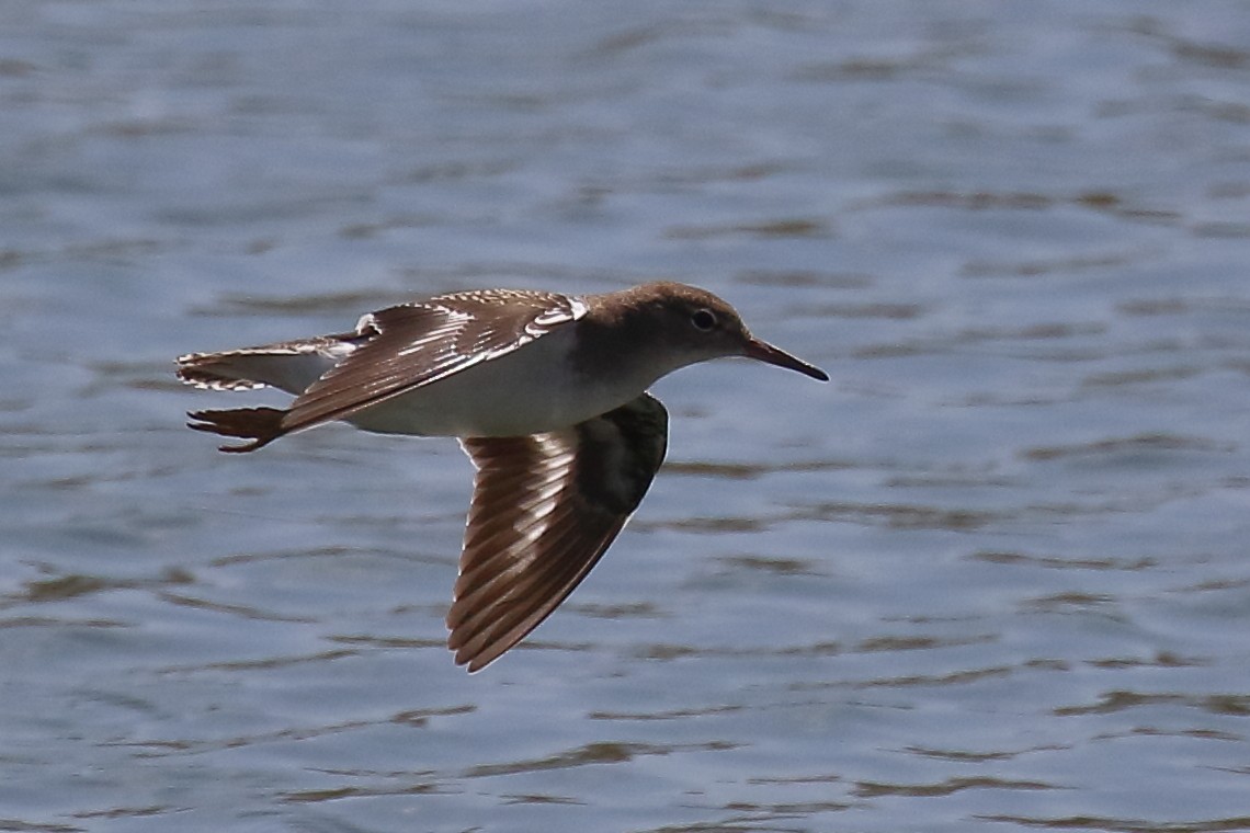Spotted Sandpiper - ML640500212