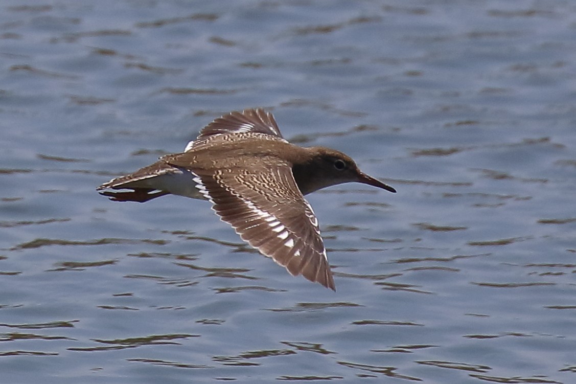Spotted Sandpiper - ML640500213