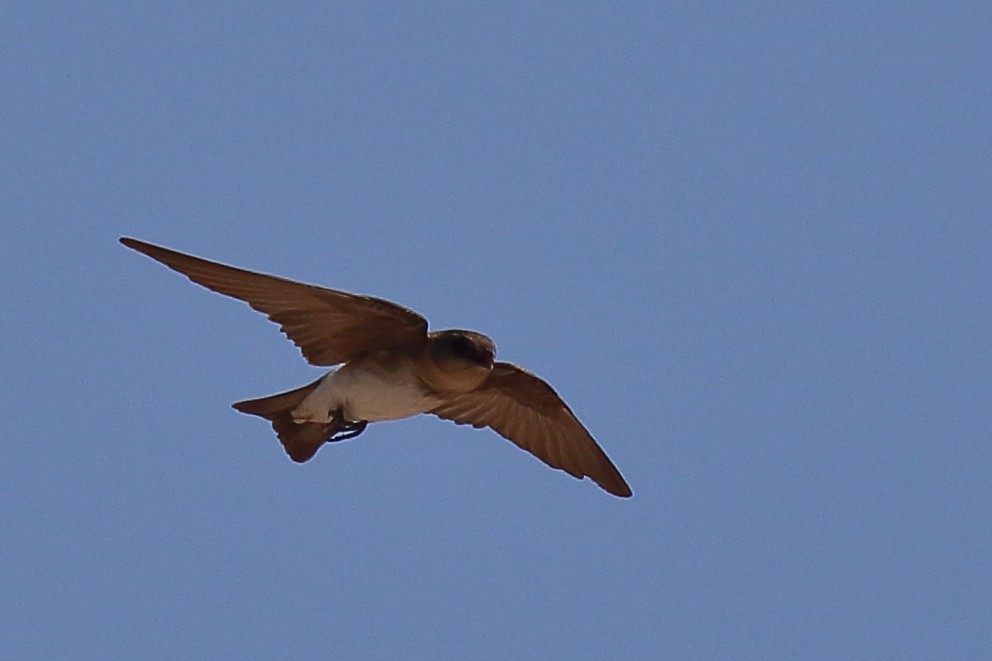 Northern Rough-winged Swallow - ML640500218
