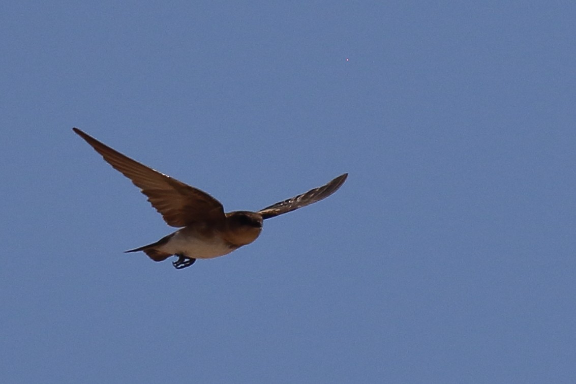 Northern Rough-winged Swallow - ML640500219