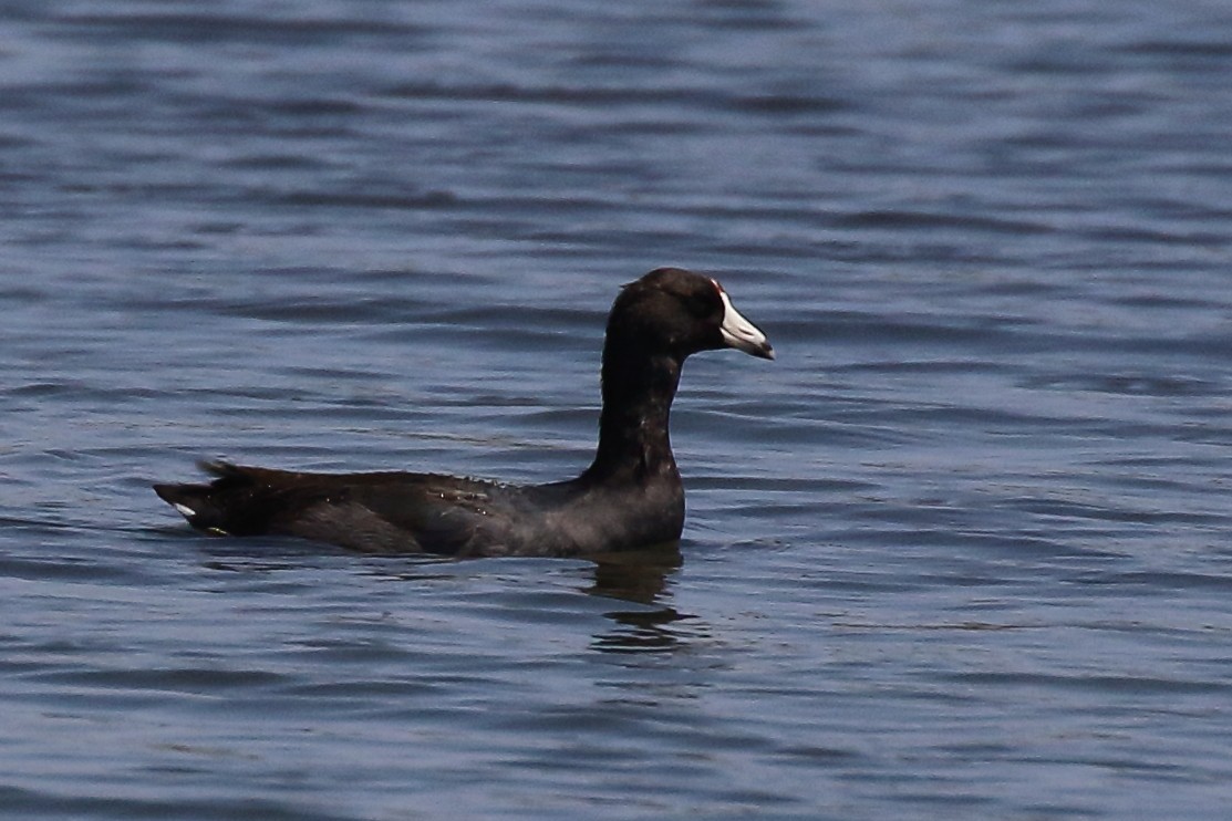 American Coot - ML640500224