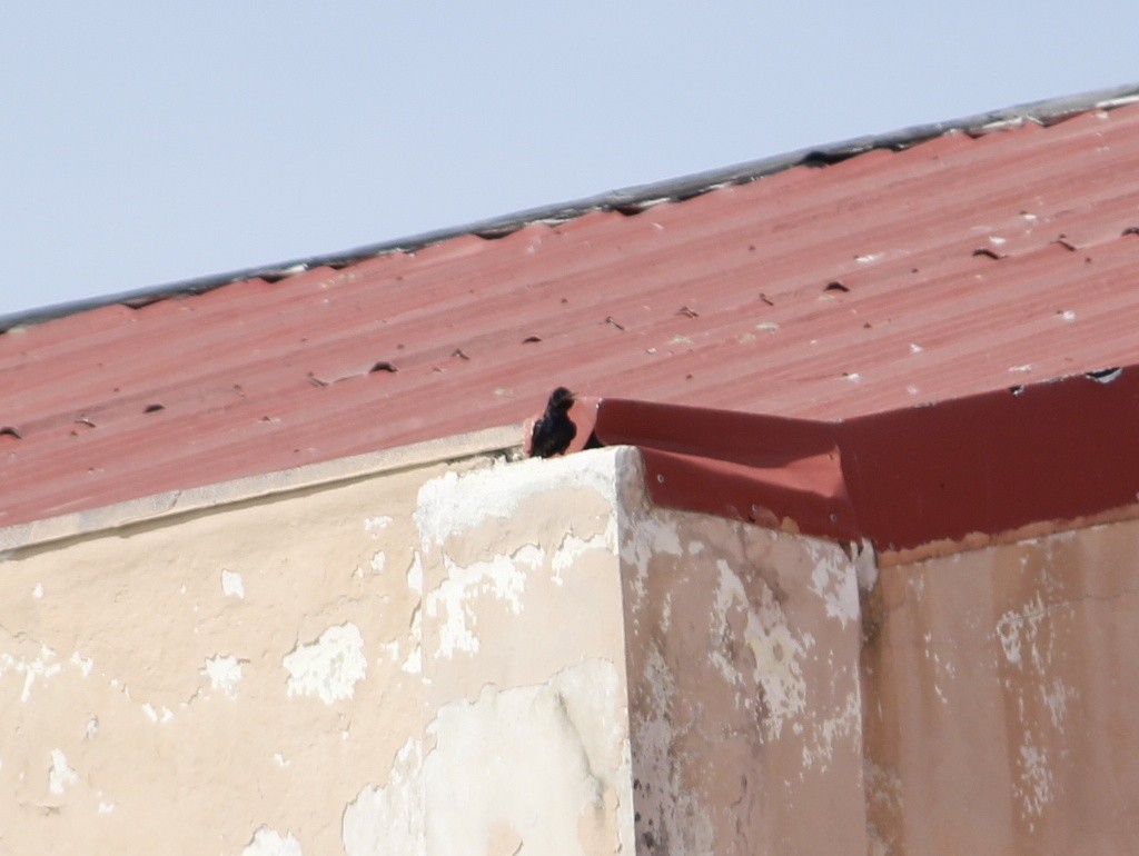 Progne sp. - ML640500290