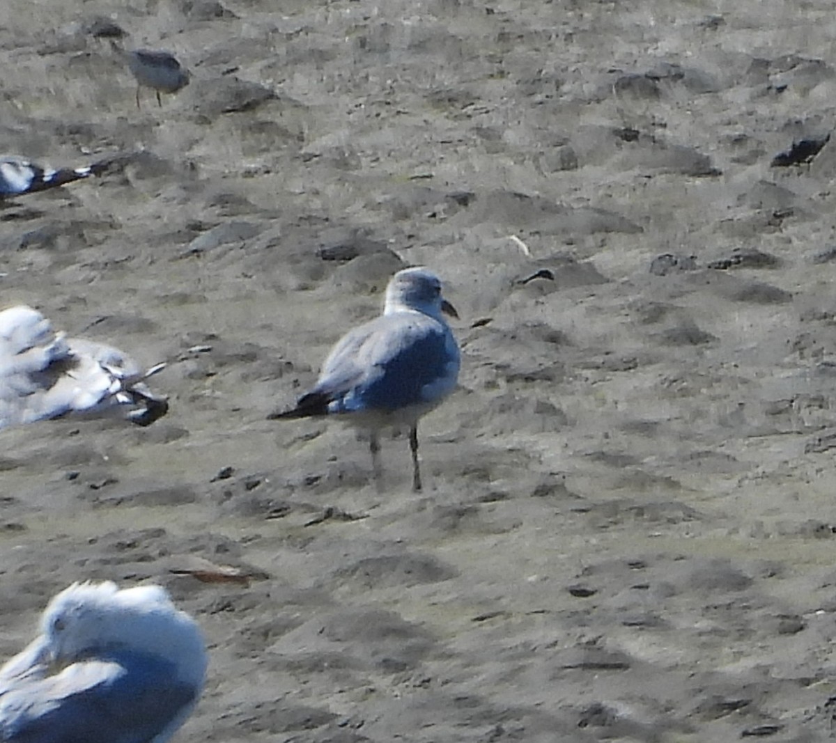 Laughing Gull - ML640500295