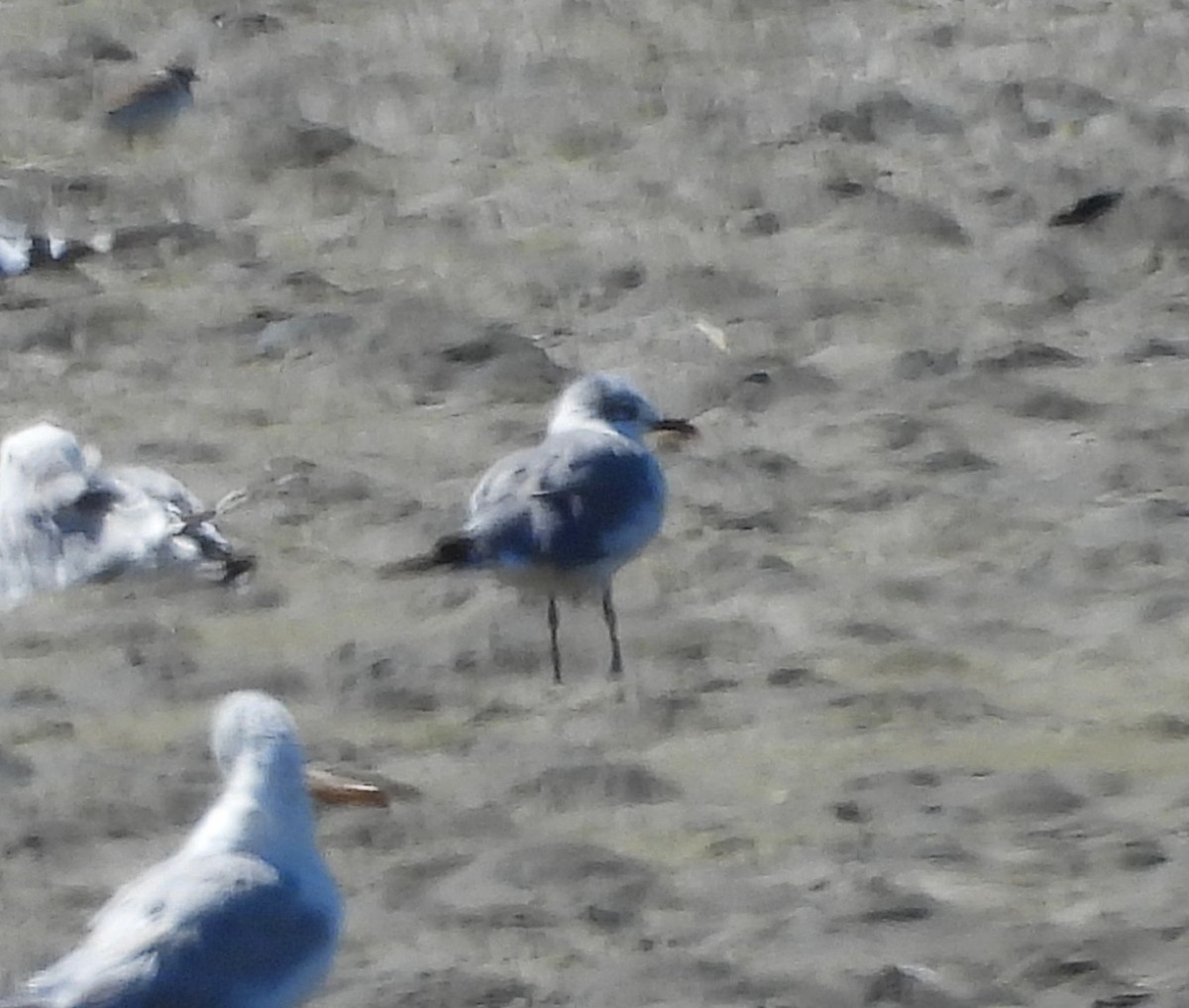 Laughing Gull - ML640500296