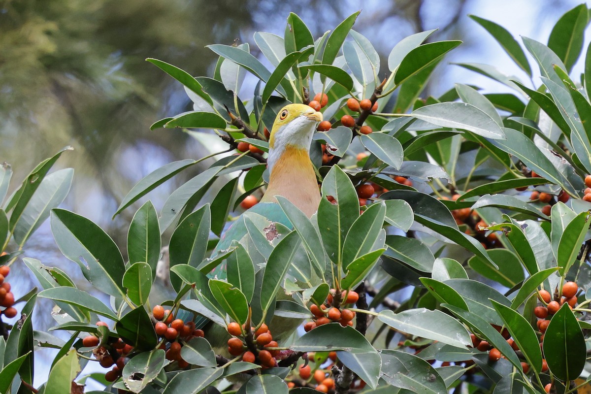 Pink-spotted Fruit-Dove - ML640500297