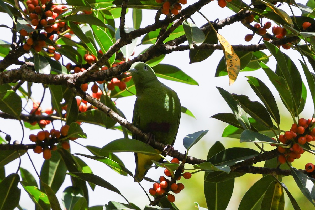Dwarf Fruit-Dove - ML640500302